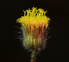 Blumea oxyodonta