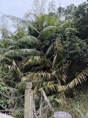 Yellow rattan palm (Calamus melanochaetes)