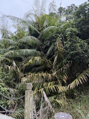 Daemonorops grandis (Daemonorops grandis)