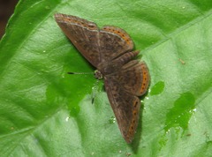 Detritivora caryatis