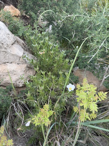 Convolvulus cneorum
