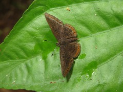 Detritivora caryatis