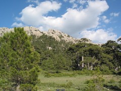 Pinus nigra salzmannii