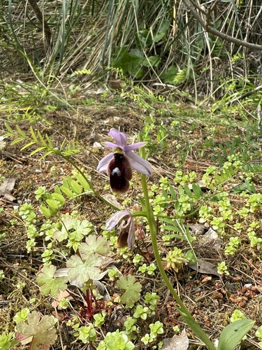 Moon orchid (Ophrys lunulata)
