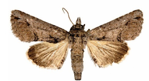 Paectes sinuosa