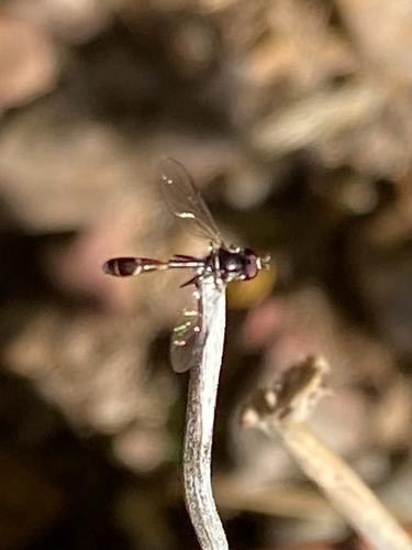 Unknown species found near S Alma School Rd, Chandler, AZ, US
