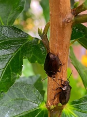 Antiteuchus tripterus