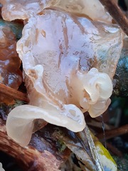 Phaeotremella foliacea