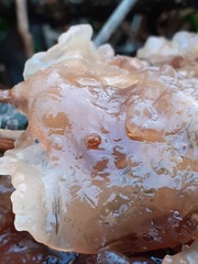 Phaeotremella foliacea