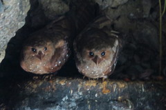 Steatornis caripensis