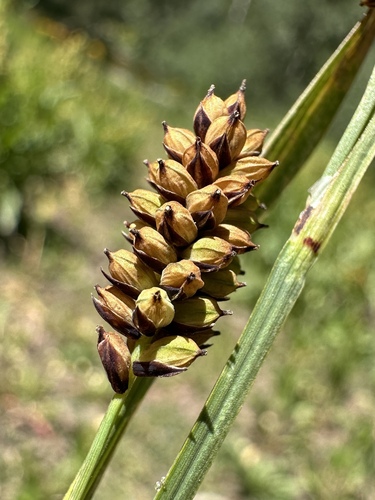 Raynold's sedge (Carex raynoldsii)