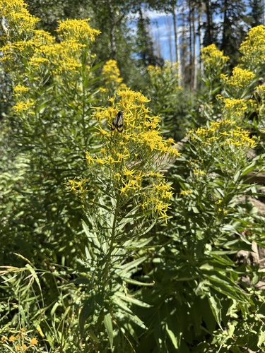 Tall Ragwort (Senecio serra)