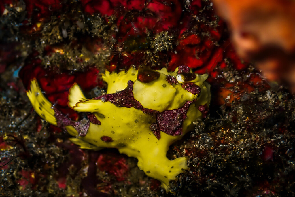 Frogfishes from Klungkung Regency, Bali, Indonesia by Ceningan Divers ...