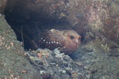 Steatornis caripensis