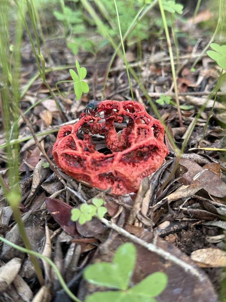 Clathrus ruber · November 2025 · photo: © riccardo80 (iNaturalist, cc-by)