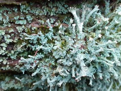 Cladonia polydactyla