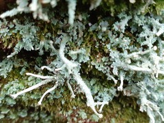 Cladonia polydactyla