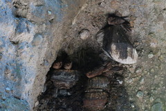 Steatornis caripensis