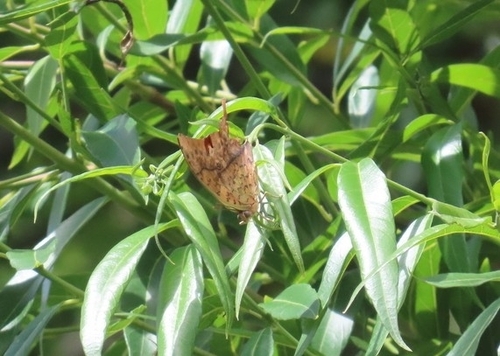 White Pearl Emperor
