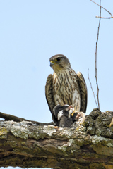 Falco columbarius
