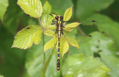 Neogomphus bidens