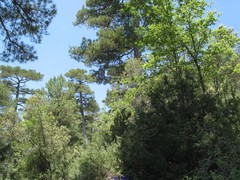 Pinus nigra salzmannii