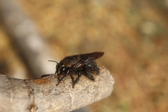 Stenoxylocopa