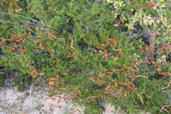 Erythrostemon placidus