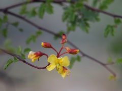 Erythrostemon placidus