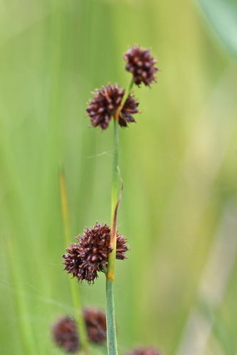 Juncus ensifolius iNat (2)