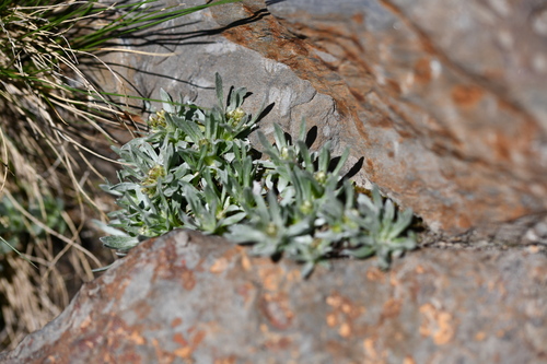 Alpine Cudweed (Omalotheca supina)
