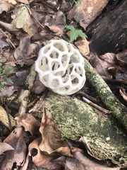 Clathrus roseovolvatus