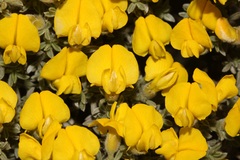 Polhillia xairuensis