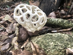 Clathrus roseovolvatus