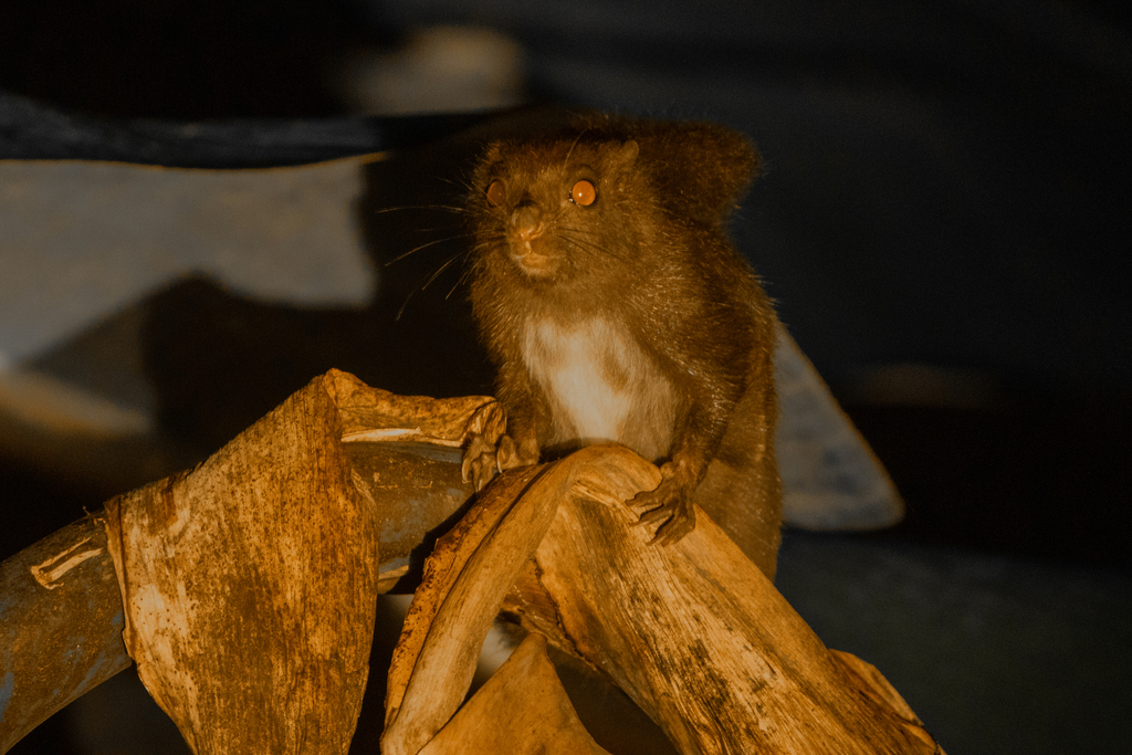 Siberut Flying Squirrel