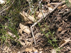 Anarrhinum laxiflorum