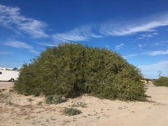 Maytenus phyllanthoides