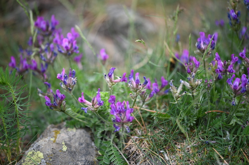 Purple Oxytropis (Oxytropis halleri)