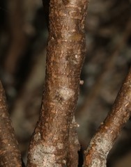 Polhillia xairuensis