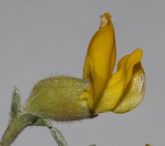 Polhillia xairuensis