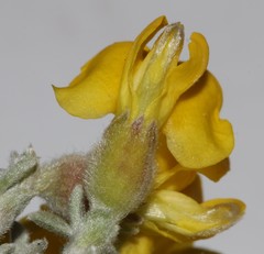 Polhillia xairuensis