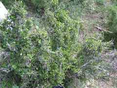 Rhamnus myrtifolia