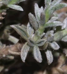 Polhillia xairuensis