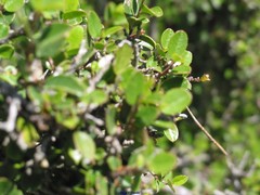 Rhamnus myrtifolia