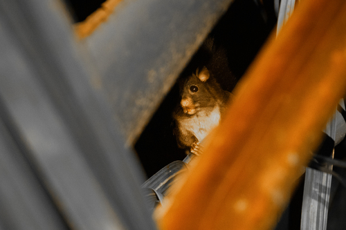 Mentawai Flying Squirrel (Iomys sipora) — Endangered Mammalia