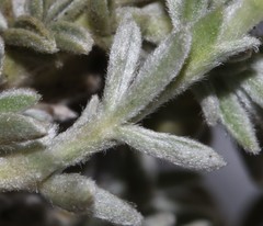 Polhillia xairuensis