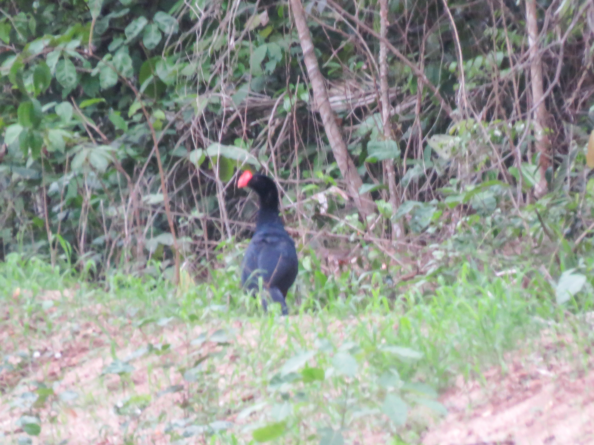 Razor-billed Curassow (Mitu tuberosum), photo 1