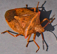 Euschistus ictericus