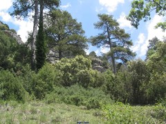 Pinus nigra salzmannii