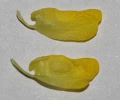 Polhillia xairuensis